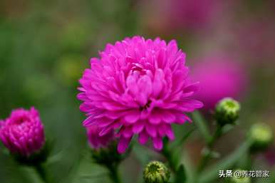 大花丽金荷兰菊四季开花，荷兰菊四季开花吗？