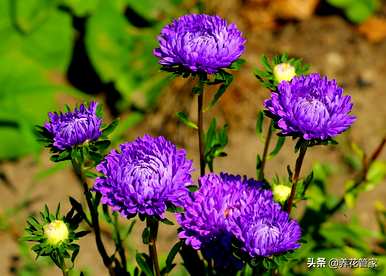 大花丽金荷兰菊四季开花，荷兰菊四季开花吗？