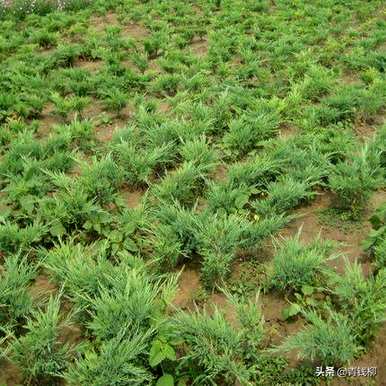 沙地柏是什么植物？沙地柏是裸子植物吗？图片