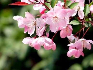 海棠花开花多久，海棠花开花多久，海棠花开花多久？