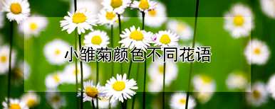 小菊花的白花语是什么，小菊花的花语是什么？