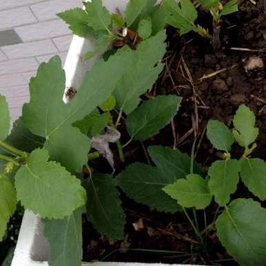 什么季节开花无花果，什么季节开花无花果？