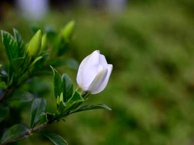 栀子花几个月换盆最好，栀子花几个月可以换盆