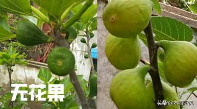 无花果树苗育苗，无花果怎么育苗？