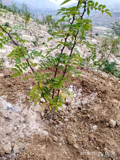 裸根花椒树成活率高吗？如何种植花椒树成活率高？