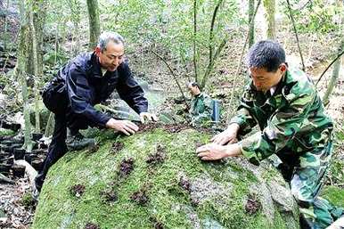 铁皮石斛木桩种植方法、铁皮石斛木桩种植方法