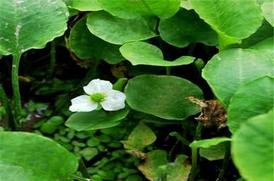 什么是泽泻种植技术，泽泻种植前景如何？