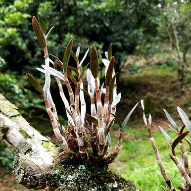 铁皮石斛木桩种植方法、铁皮石斛木桩种植方法