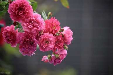 月季花的新品种有哪些？青州新品种月季花苗