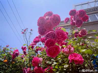 月季花品种红双喜，月季花品种是什么？