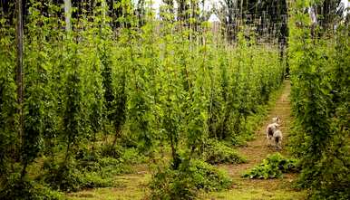 如何种植啤酒花，河北啤酒花种植合作