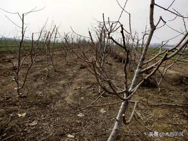 如何种植树苗成活率高，如何种植核桃树苗成活率高