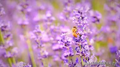 干花薰衣草花语、薰衣草花语和寓意