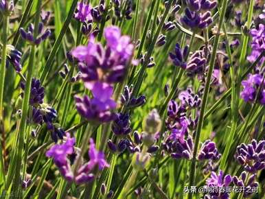 干花薰衣草花语、薰衣草花语和寓意