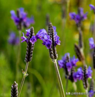 干花薰衣草花语、薰衣草花语和寓意