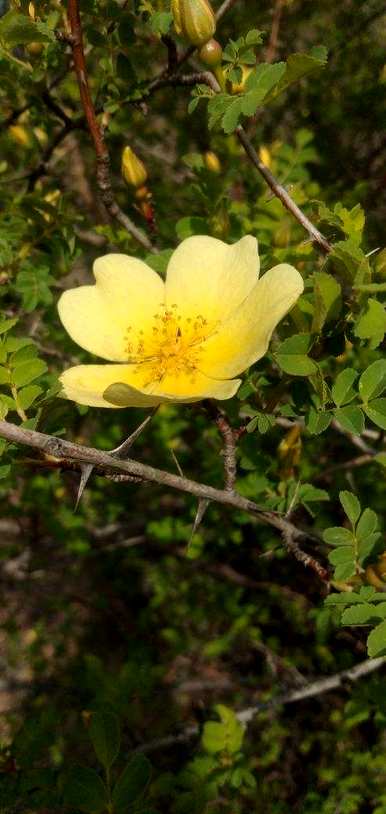 刺玫花在家里养好吗？刺玫花能在室内养吗？