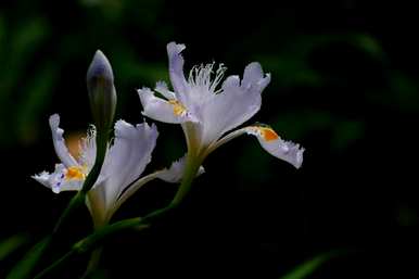 代表友谊的花，代表友谊的花更好