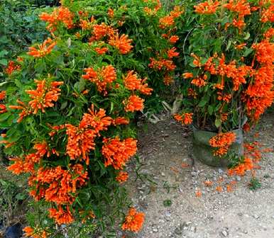 炮仗花是常绿植物吗？照片中，炮仗花是常绿植物吗？