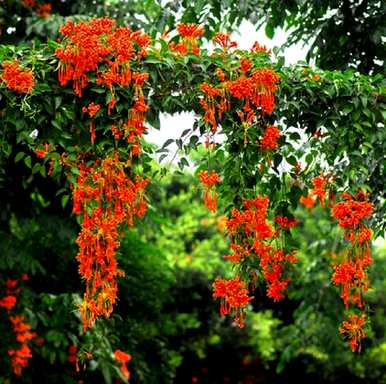 炮仗花是常绿植物吗？照片中，炮仗花是常绿植物吗？