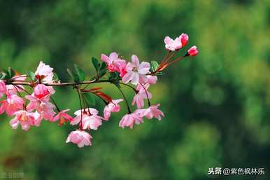 秋海棠花语是什么？血吻秋海棠花语