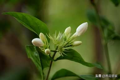 月份有哪些花，三月份有哪些花？