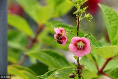 多年生花期最长的花排名是什么？花期最长