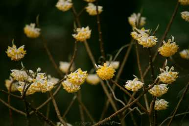 冬天结香花不需要防寒吗？夏天结香花怎么过？