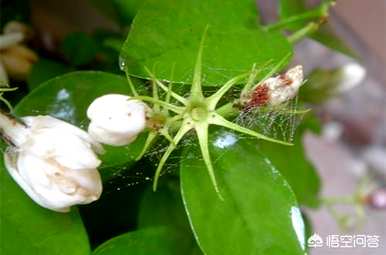 茉莉如何种植，茉莉种植季节