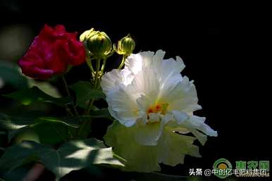 芙蓉什么时候开，芙蓉什么时候开花