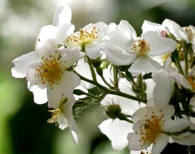 什么时候是茶花期，什么时候是茶花期？