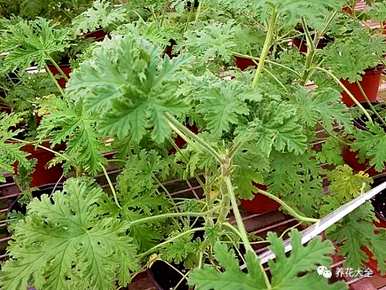 八种适合室内的驱蚊植物，室内的驱蚊植物好吗？