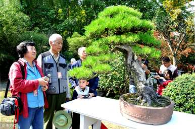 如何保养黑松盆景，如何保养黑松盆景