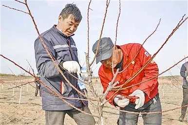 冬天如何修剪杏树，冬天如何修剪金皇后杏树