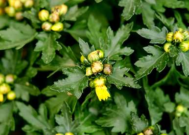 菊花栽培技术和栽培管理是什么？菊花栽培技术是什么？