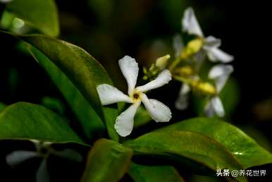 常见的藤本植物有哪些，常见的藤本植物有哪些类型？