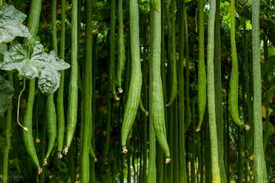 丝瓜种植技术和肥料，如何种植丝瓜幼苗