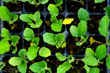 丝瓜种植技术和肥料，如何种植丝瓜幼苗