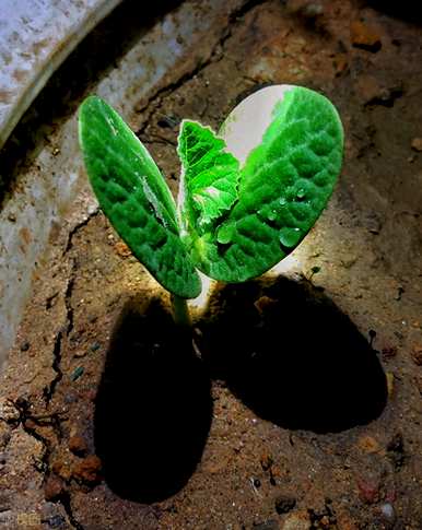 丝瓜种植技术和肥料，如何种植丝瓜幼苗