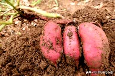 什么时候适合种植红薯和高产？红薯怎么种才能高产？