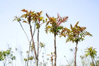 香椿树如何种植最好？香椿树如何种植成活率高？