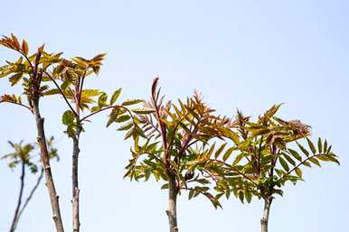 香椿树如何种植最好？香椿树如何种植成活率高？