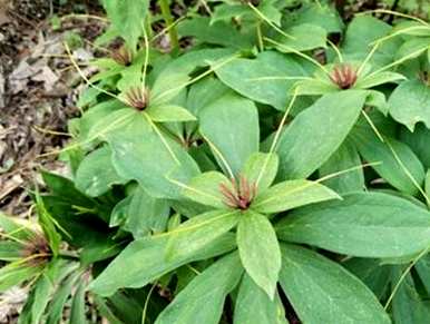 七叶一枝花种植前景如何，七叶一枝花种植技术及价格