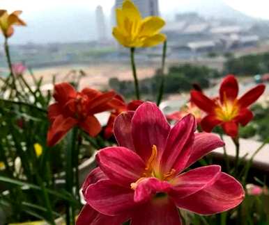 一盆栽几株风雨兰好，风雨兰怎么养才能爆盆？