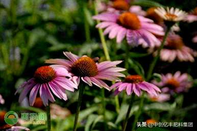 如何种植和管理松果菊，绿化松果菊种植基地