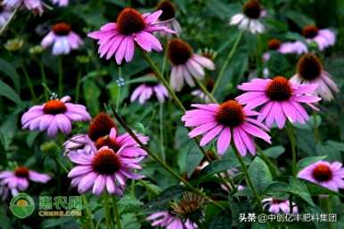 如何种植和管理松果菊，绿化松果菊种植基地