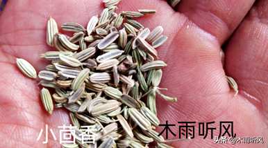 茴香怎么种苗好？盆栽茴香出苗后需要浇什么肥料？