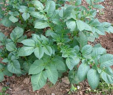 土豆如何种植才能产量高，土豆种植高产肥料技术