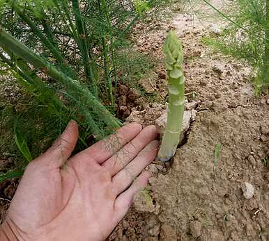 芦笋无污染高效栽培，如何栽培芦笋苗最好