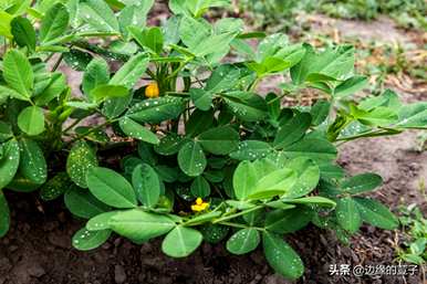 花生种植方法步骤视频、花生种植时间和生长期