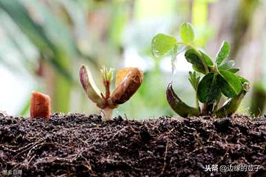 花生种植方法步骤视频、花生种植时间和生长期